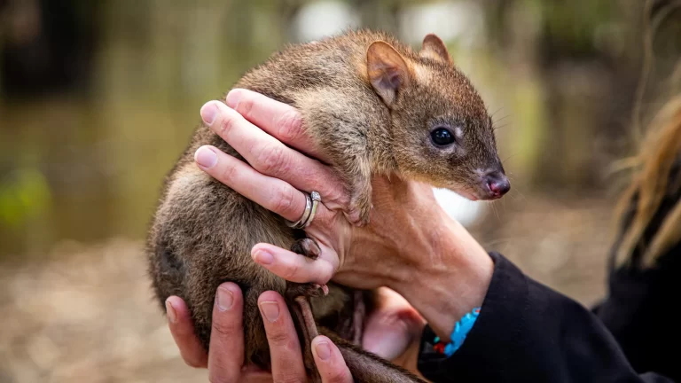 Close-up photography created by Admedia for MCMA, featuring hands gently holding a small native marsupial, highlighting conservation efforts.
