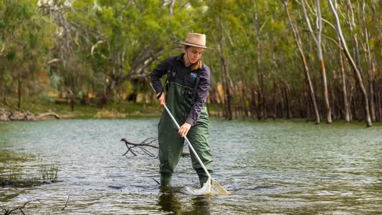 Content creation photography by Admedia for MCMA, showing a researcher in waders conducting water sampling with a net in a Mallee waterway.