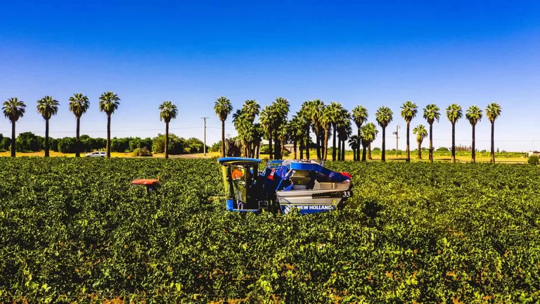 New Holland grape harvester working in Murray Valley vineyard with palm trees lining the field under clear blue sky