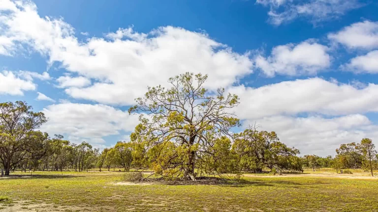 Expansive Australian river red gum woodland with scattered mature trees across golden grassland under dramatic cloudy sky
