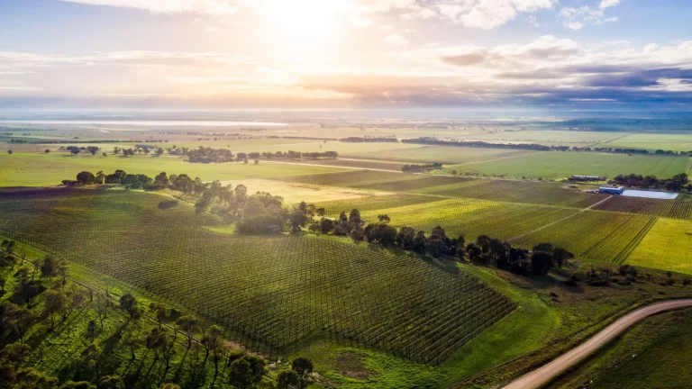 Expansive aerial drone photography of Chalmers vineyard landscape at sunset with rolling green vine rows